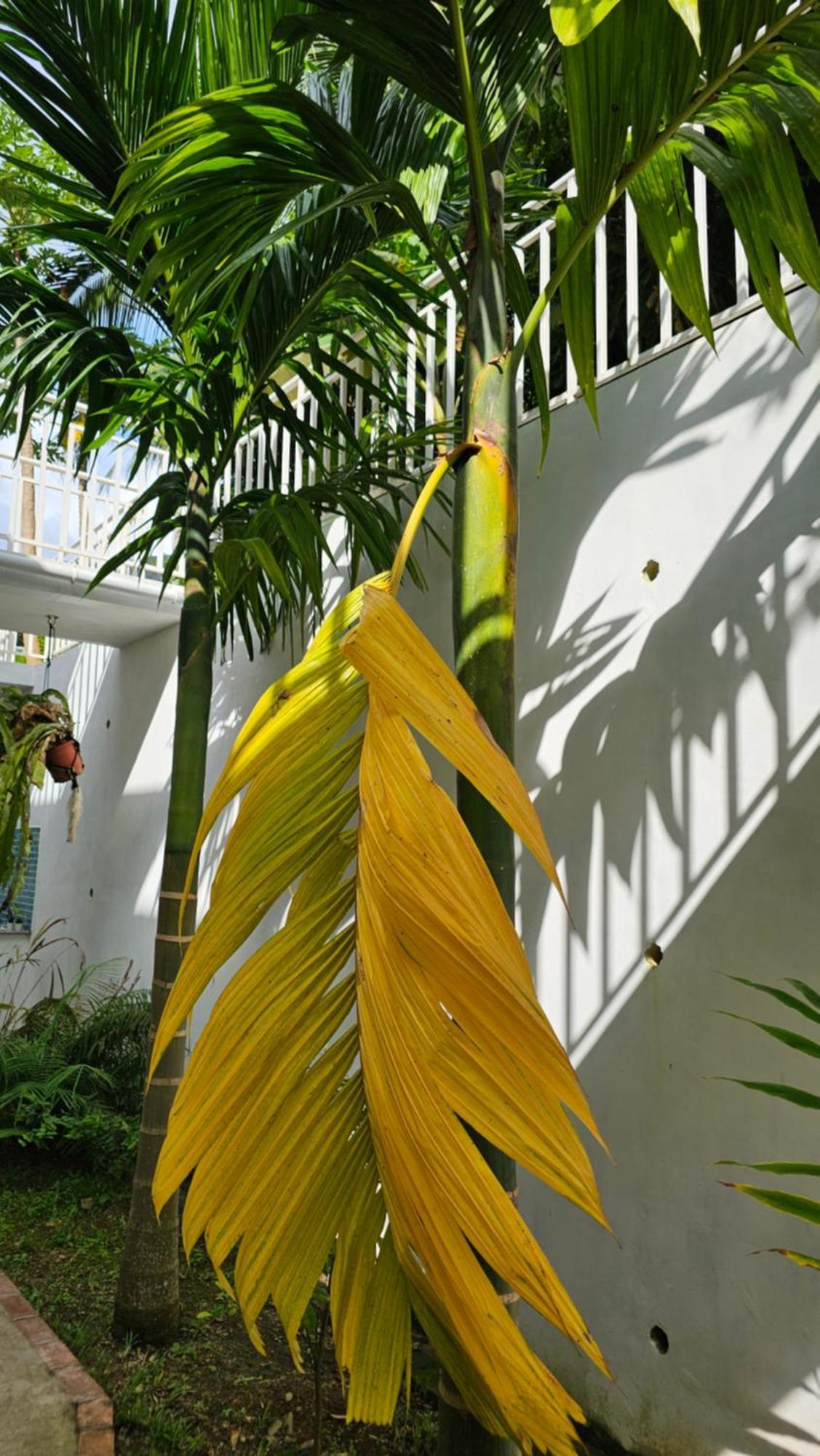 בו ואלון Harmony Self-Catering Apartments מראה חיצוני תמונה